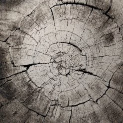 Wecon Home Tapis Wild Oak - Fibres synthétiques - Crème / Gris - 120 x 170 cm -Tapis Soldes Boutique 1000148029 181219 11195401261 GALLERYIMAGES P000000001000148029